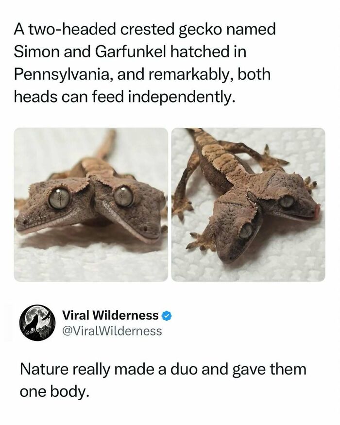 86 Posts About Nature, Wilderness And Animals To Make Your Day Better Or Teach You Something New
