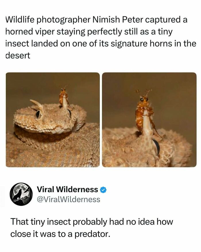 86 Posts About Nature, Wilderness And Animals To Make Your Day Better Or Teach You Something New