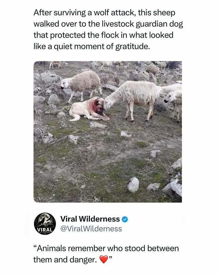 86 Posts About Nature, Wilderness And Animals To Make Your Day Better Or Teach You Something New