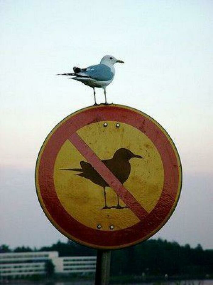 73 Hilarious And Unhinged Signs That Definitely Caught People’s Attention 73 Hilarious And Unhinged Signs That Definitely Caught People’s Attention