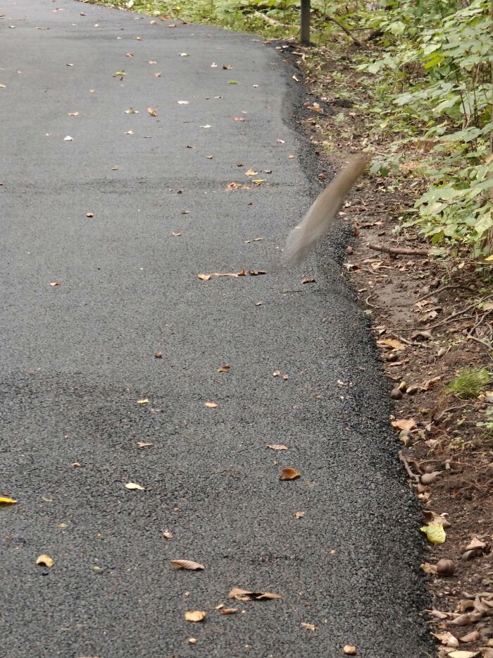 95 Wildlife Photos So Bad They Somehow Circle Back To Being Brilliant