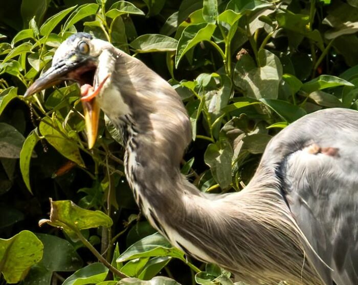 95 Wildlife Photos So Bad They Somehow Circle Back To Being Brilliant