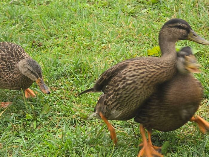 95 Wildlife Photos So Bad They Somehow Circle Back To Being Brilliant