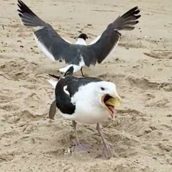 95 Wildlife Photos So Bad They Somehow Circle Back To Being Brilliant