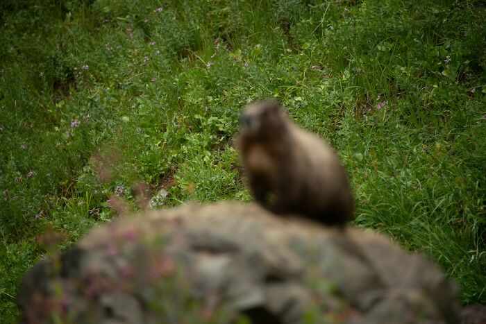 95 Wildlife Photos So Bad They Somehow Circle Back To Being Brilliant