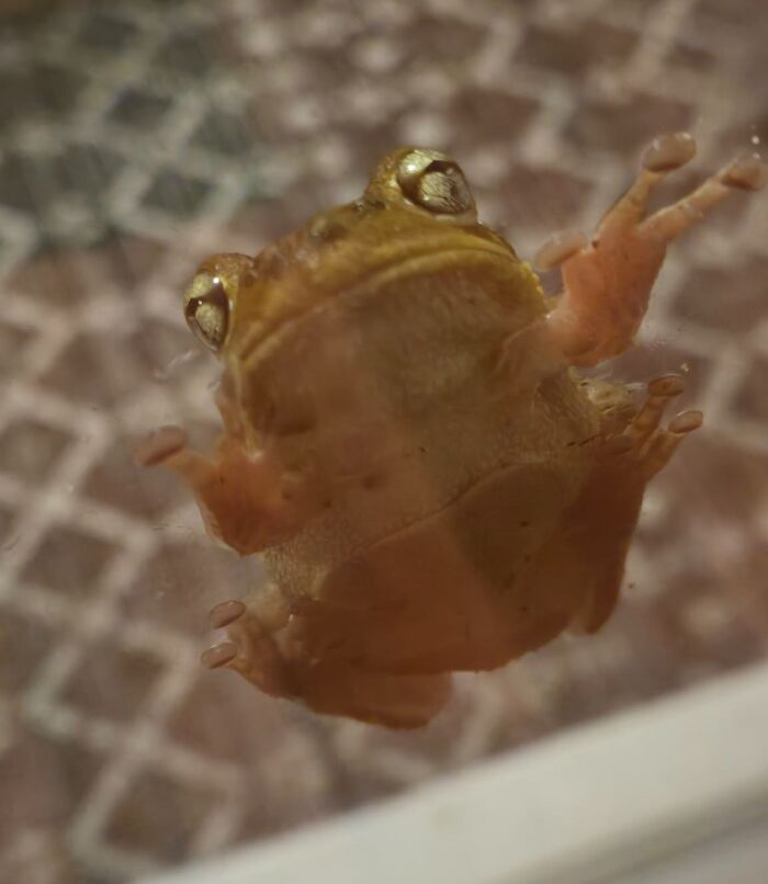 95 Wildlife Photos So Bad They Somehow Circle Back To Being Brilliant