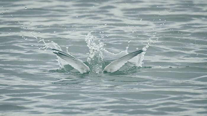 95 Wildlife Photos So Bad They Somehow Circle Back To Being Brilliant