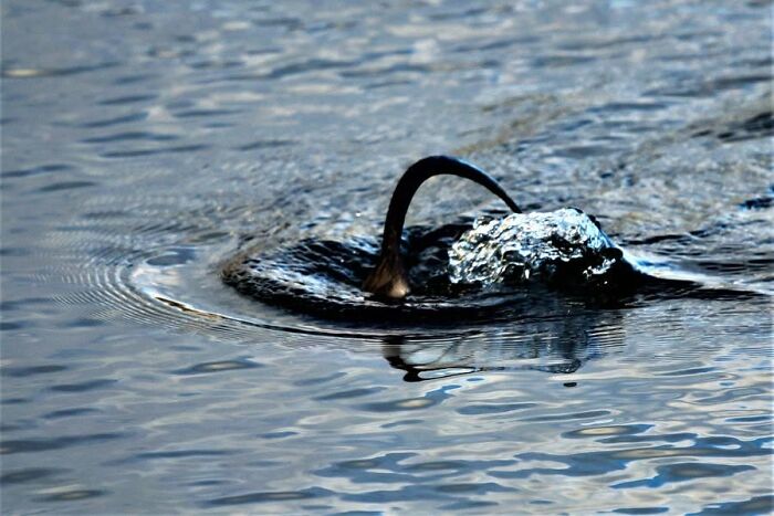 95 Wildlife Photos So Bad They Somehow Circle Back To Being Brilliant