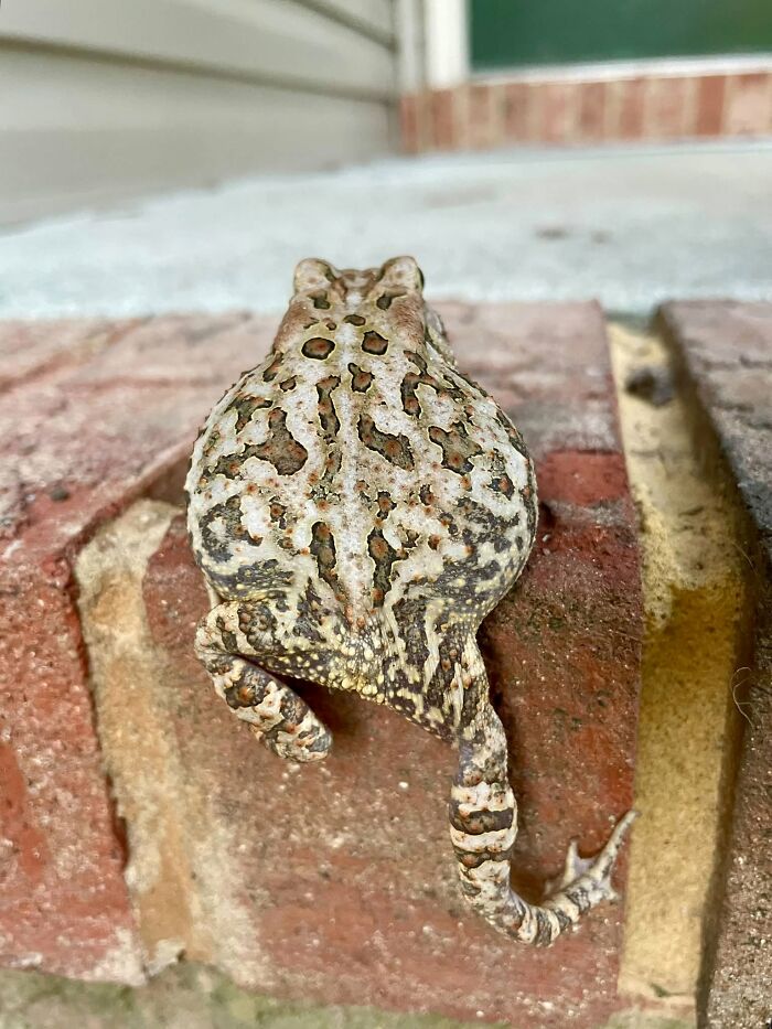 95 Wildlife Photos So Bad They Somehow Circle Back To Being Brilliant