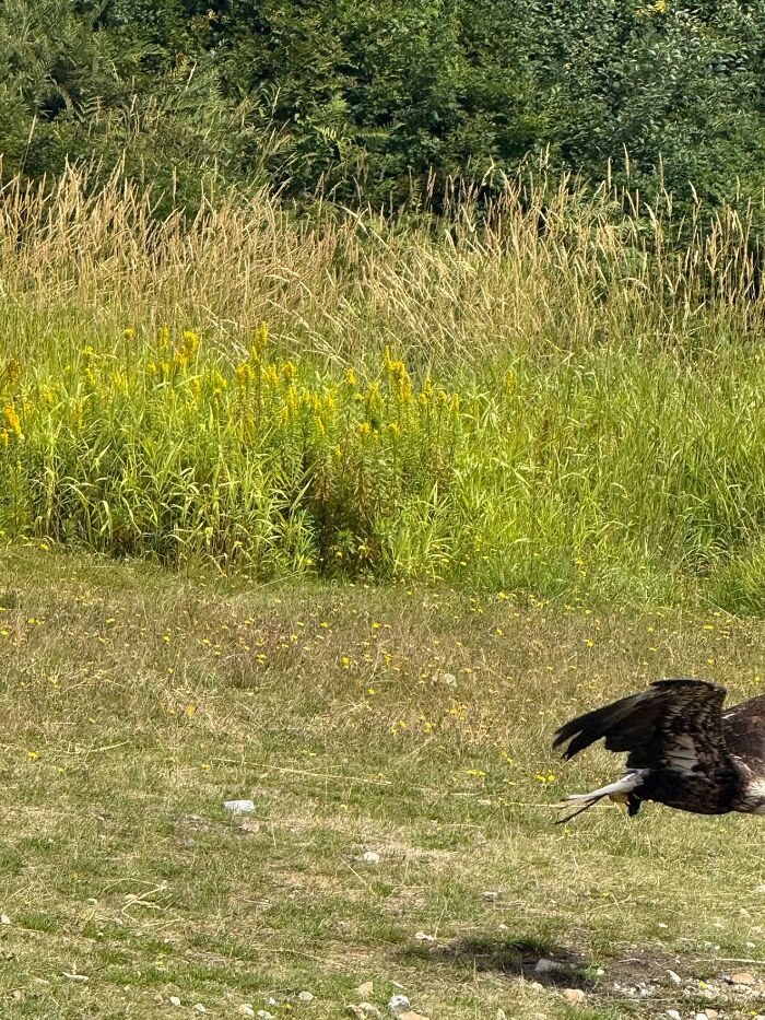 95 Wildlife Photos So Bad They Somehow Circle Back To Being Brilliant