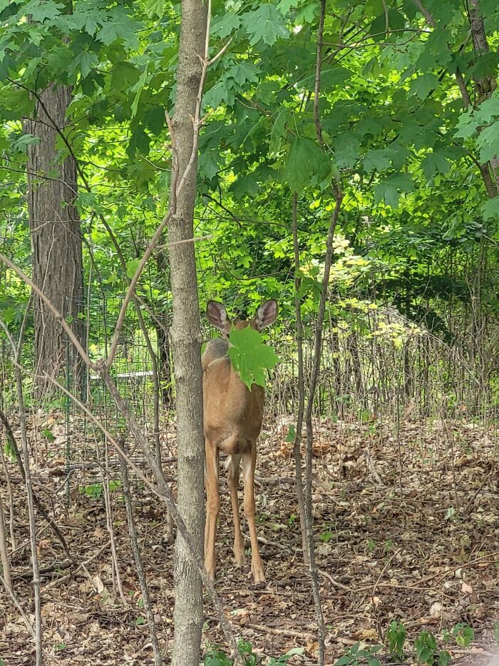 95 Wildlife Photos So Bad They Somehow Circle Back To Being Brilliant