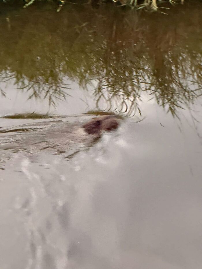 95 Wildlife Photos So Bad They Somehow Circle Back To Being Brilliant