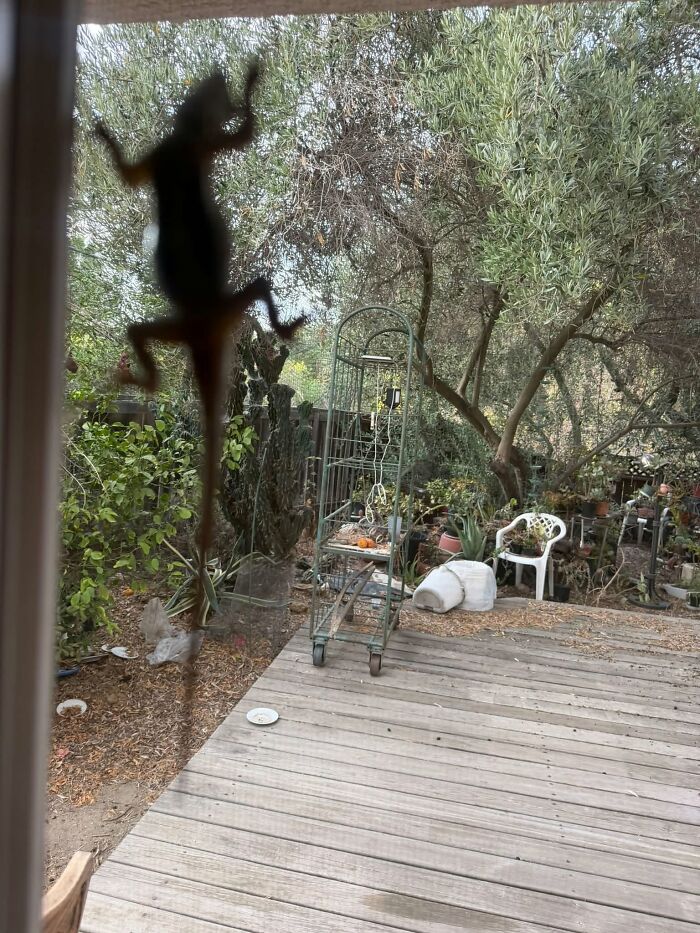 95 Wildlife Photos So Bad They Somehow Circle Back To Being Brilliant