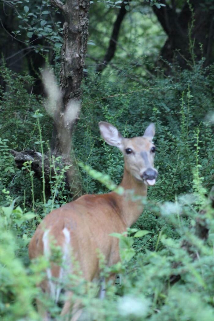 95 Wildlife Photos So Bad They Somehow Circle Back To Being Brilliant