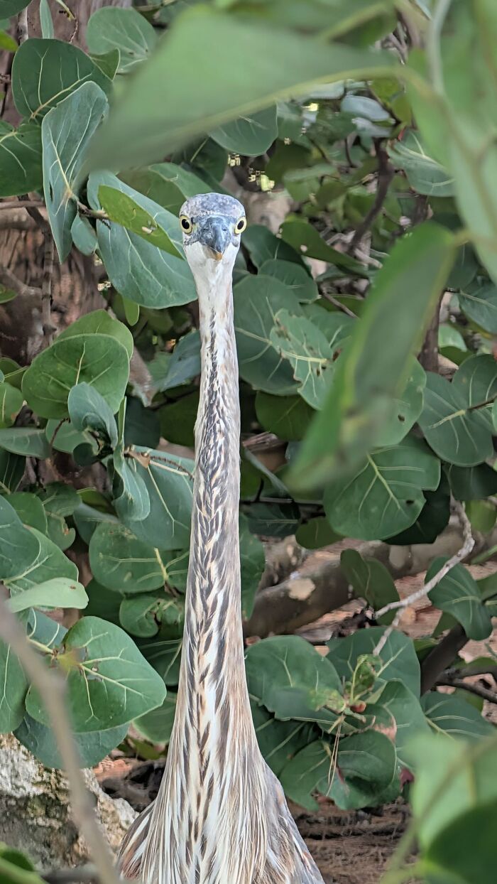 95 Wildlife Photos So Bad They Somehow Circle Back To Being Brilliant