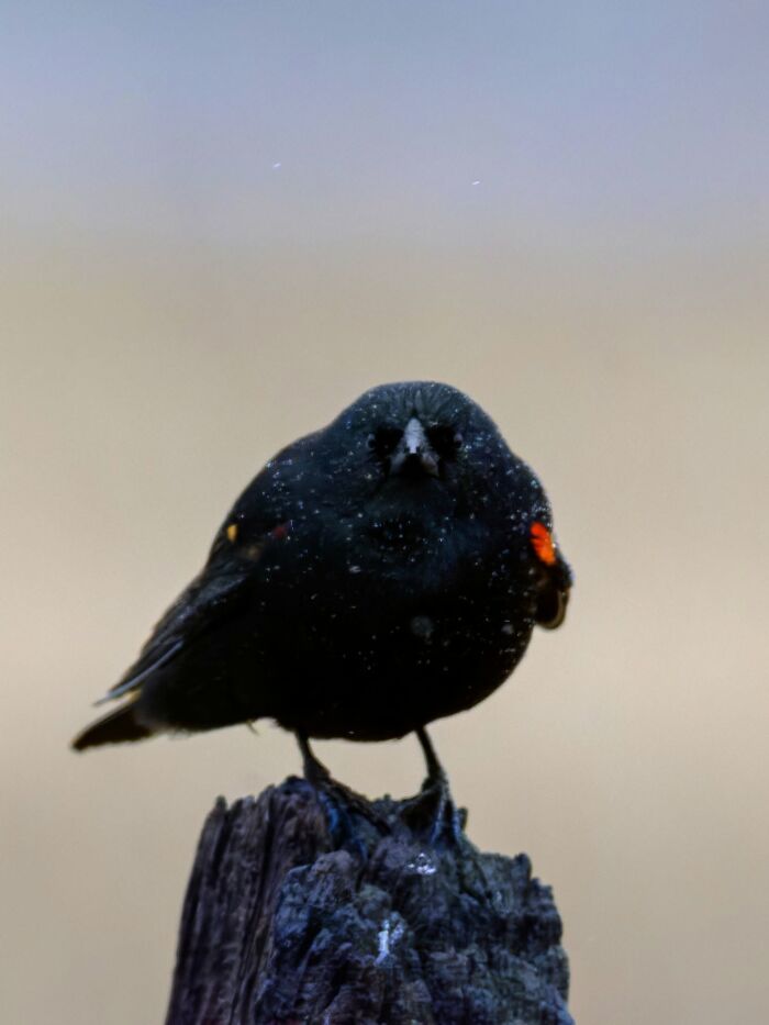 95 Wildlife Photos So Bad They Somehow Circle Back To Being Brilliant