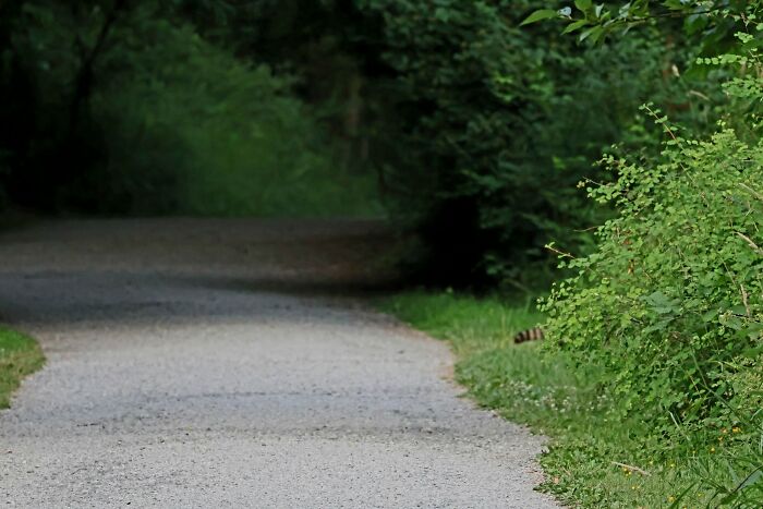 95 Wildlife Photos So Bad They Somehow Circle Back To Being Brilliant