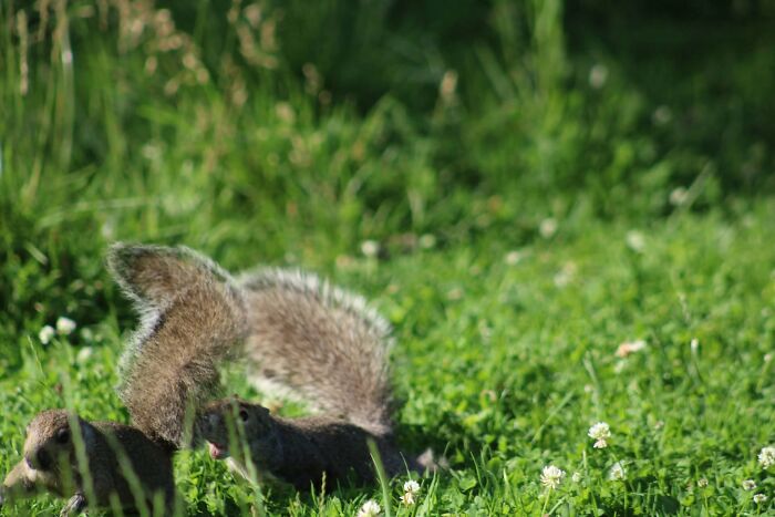 95 Wildlife Photos So Bad They Somehow Circle Back To Being Brilliant