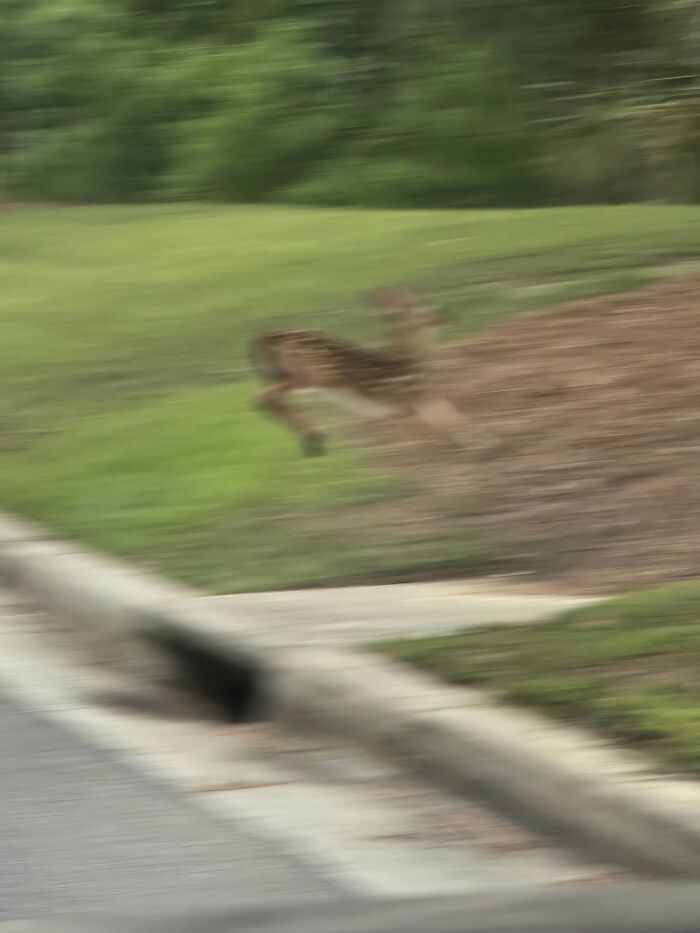 95 Wildlife Photos So Bad They Somehow Circle Back To Being Brilliant
