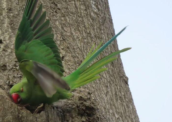 95 Wildlife Photos So Bad They Somehow Circle Back To Being Brilliant