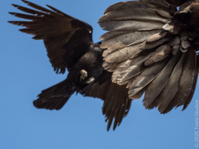 95 Wildlife Photos So Bad They Somehow Circle Back To Being Brilliant