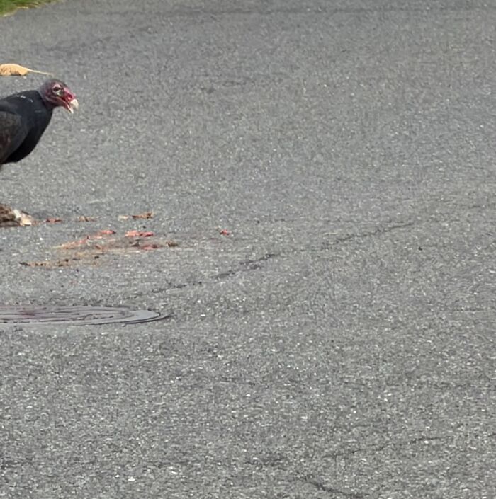 95 Wildlife Photos So Bad They Somehow Circle Back To Being Brilliant