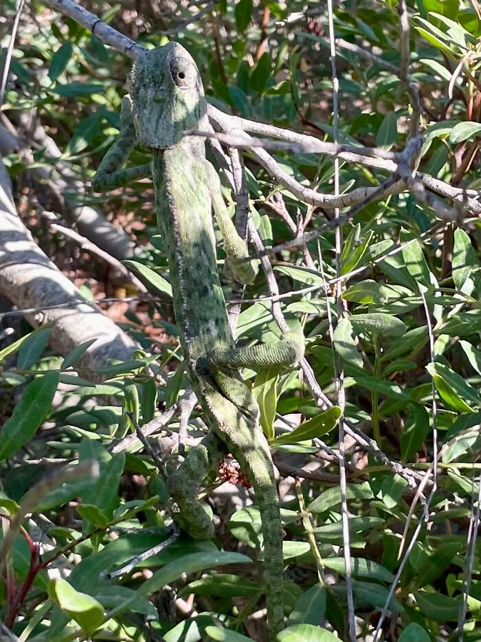 95 Wildlife Photos So Bad They Somehow Circle Back To Being Brilliant