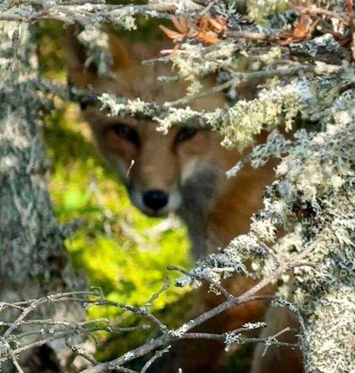 95 Wildlife Photos So Bad They Somehow Circle Back To Being Brilliant