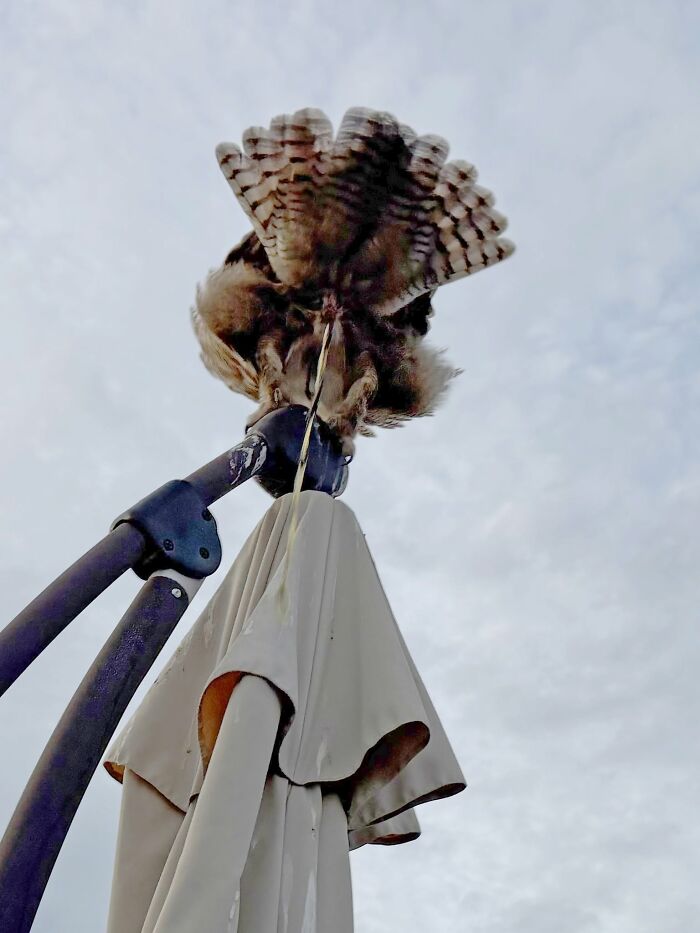 95 Wildlife Photos So Bad They Somehow Circle Back To Being Brilliant