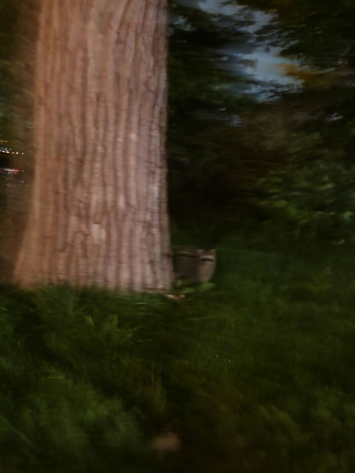 95 Wildlife Photos So Bad They Somehow Circle Back To Being Brilliant