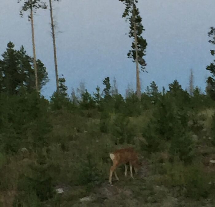 95 Wildlife Photos So Bad They Somehow Circle Back To Being Brilliant