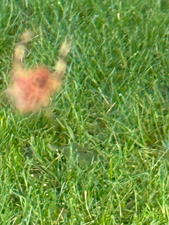 95 Wildlife Photos So Bad They Somehow Circle Back To Being Brilliant