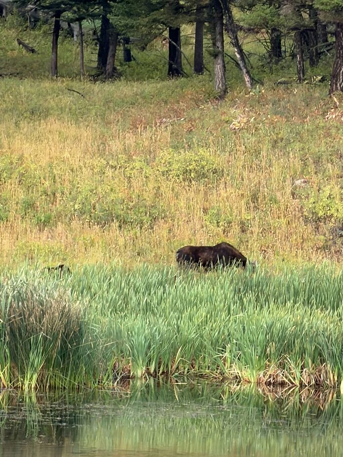 95 Wildlife Photos So Bad They Somehow Circle Back To Being Brilliant