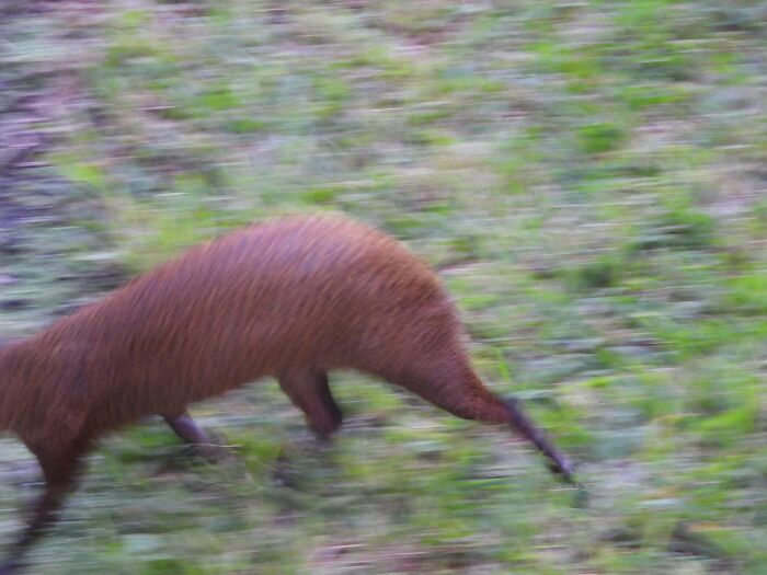 95 Wildlife Photos So Bad They Somehow Circle Back To Being Brilliant