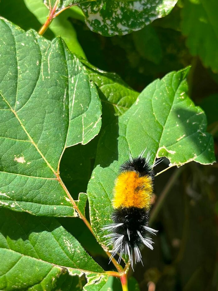 95 Wildlife Photos So Bad They Somehow Circle Back To Being Brilliant