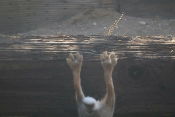95 Wildlife Photos So Bad They Somehow Circle Back To Being Brilliant