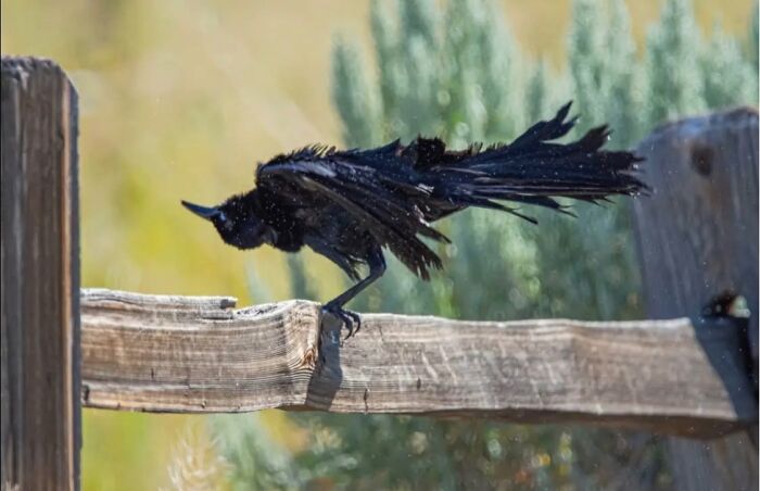 95 Wildlife Photos So Bad They Somehow Circle Back To Being Brilliant