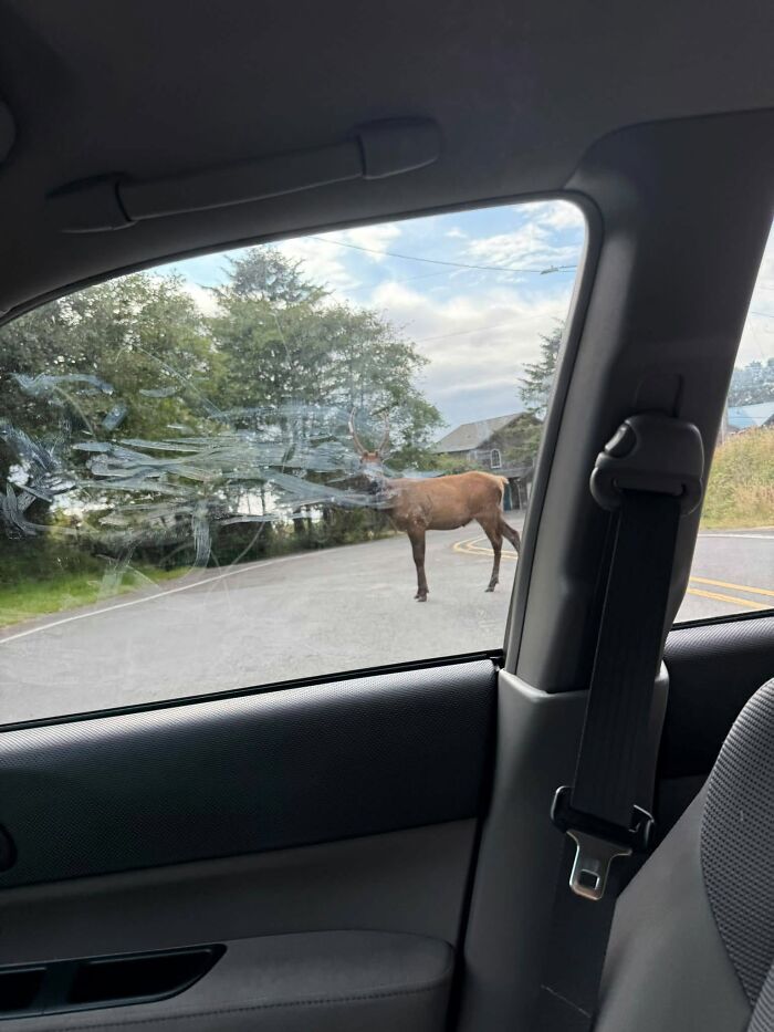 95 Wildlife Photos So Bad They Somehow Circle Back To Being Brilliant