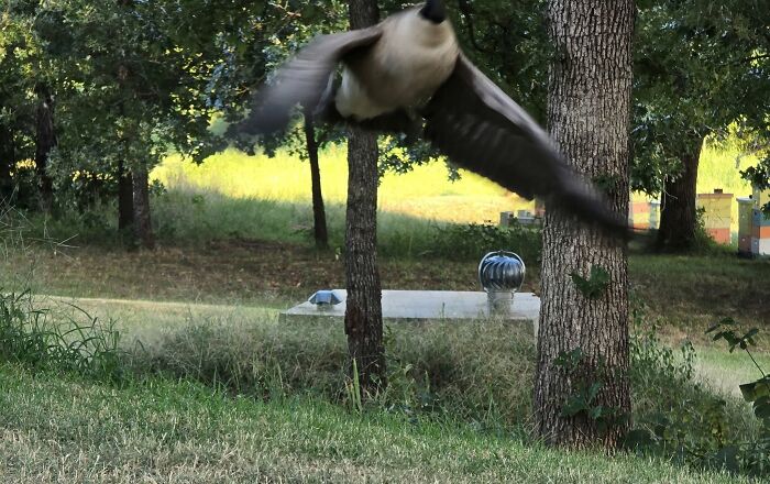95 Wildlife Photos So Bad They Somehow Circle Back To Being Brilliant