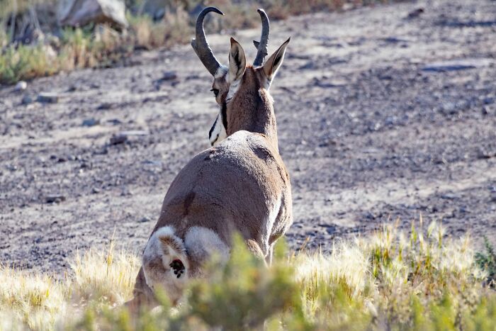 95 Wildlife Photos So Bad They Somehow Circle Back To Being Brilliant