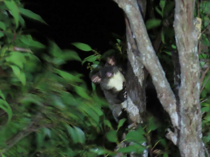 95 Wildlife Photos So Bad They Somehow Circle Back To Being Brilliant