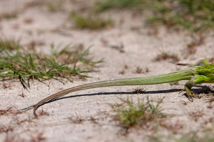 95 Wildlife Photos So Bad They Somehow Circle Back To Being Brilliant