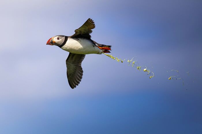 95 Wildlife Photos So Bad They Somehow Circle Back To Being Brilliant