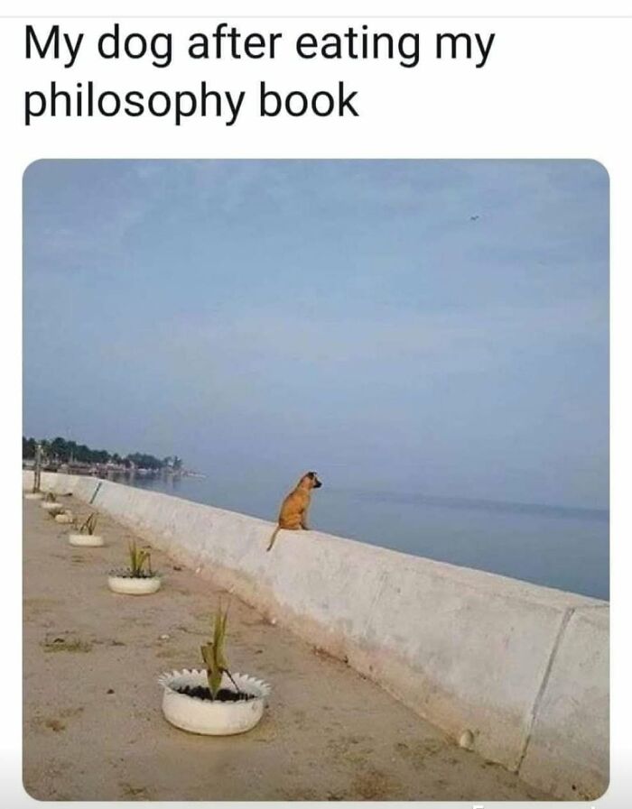 56 Funny Memes To Give Your Brain The Chaotic Little Break It Desperately Needs