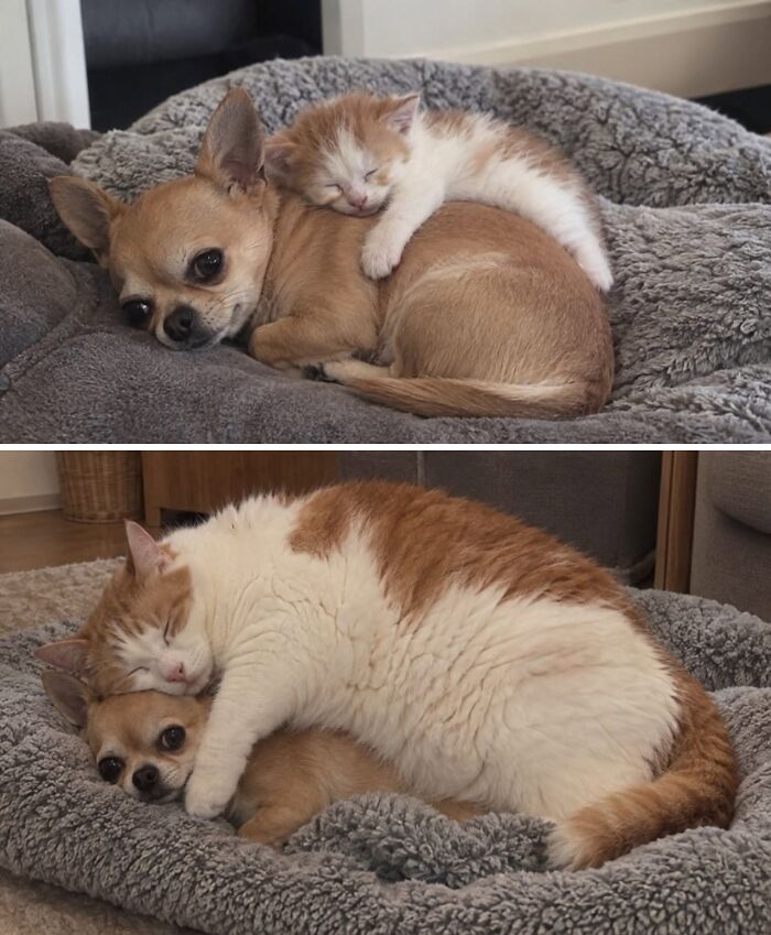 This Page Shared 34 New Pics Of Animals Which Turned Ordinary Situations Into Pure Comedy