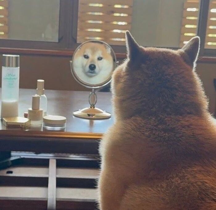 This Page Shared 34 New Pics Of Animals Which Turned Ordinary Situations Into Pure Comedy