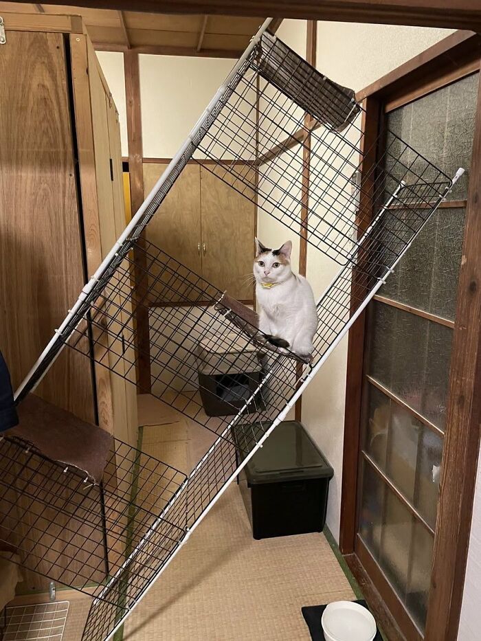 This Page Shared 34 New Pics Of Animals Which Turned Ordinary Situations Into Pure Comedy