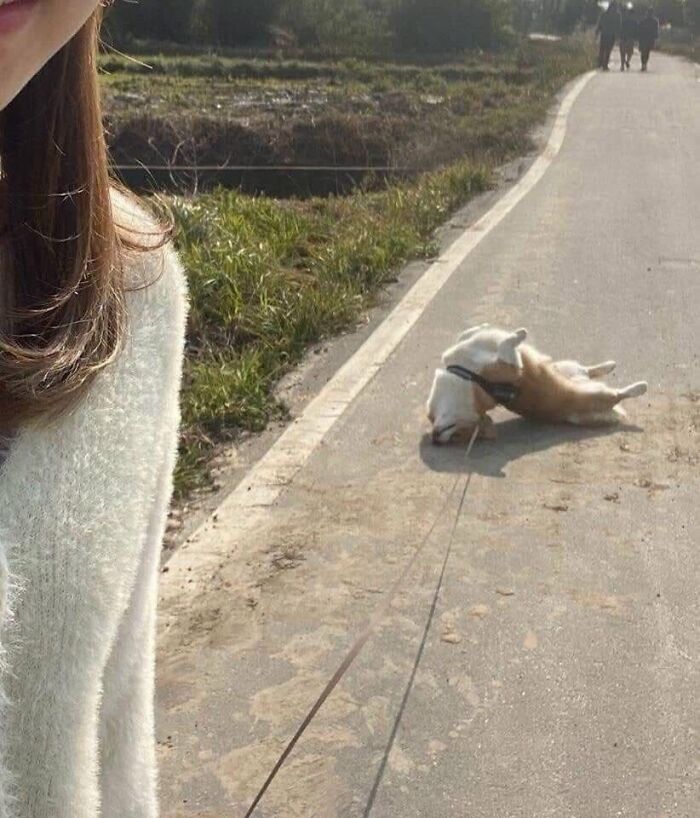 This Page Shared 34 New Pics Of Animals Which Turned Ordinary Situations Into Pure Comedy