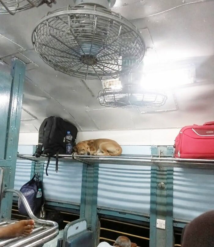 This Page Shared 34 New Pics Of Animals Which Turned Ordinary Situations Into Pure Comedy