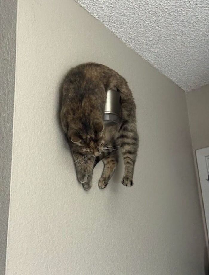 This Page Shared 34 New Pics Of Animals Which Turned Ordinary Situations Into Pure Comedy